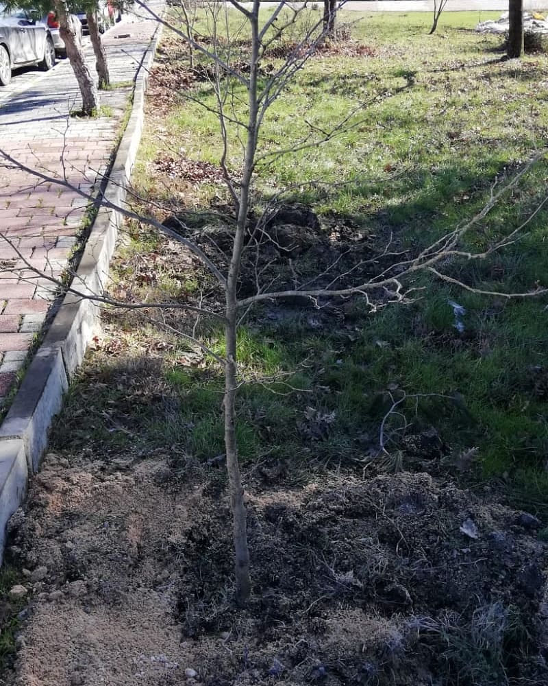 AĞAÇ FİDANI DİKMEYE DEVAM EDİYORUZ