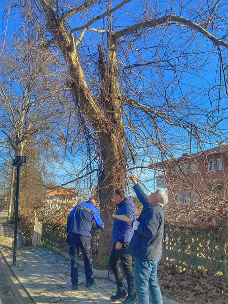 ÇINAR AĞAÇLARININ BAKIM VE REHEBİLTASYON İŞLEMLERİ