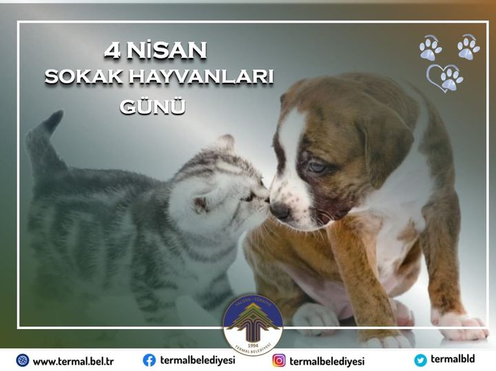 DÜNYA SOKAK HAYVANLARI GÜNÜ