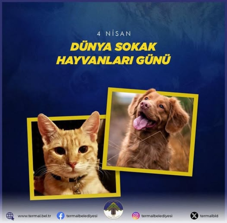 DÜNYA SOKAK HAYVANLARI GÜNÜ